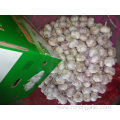 Normal Fresh White Garlic Best Price